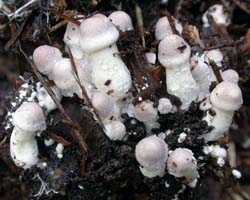 Lepiota cepastipes.